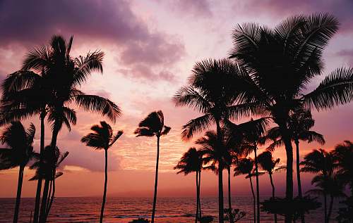 palm tree silhouette of coconut trees sunset